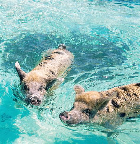 All About The Bahamas Swimming Pigs